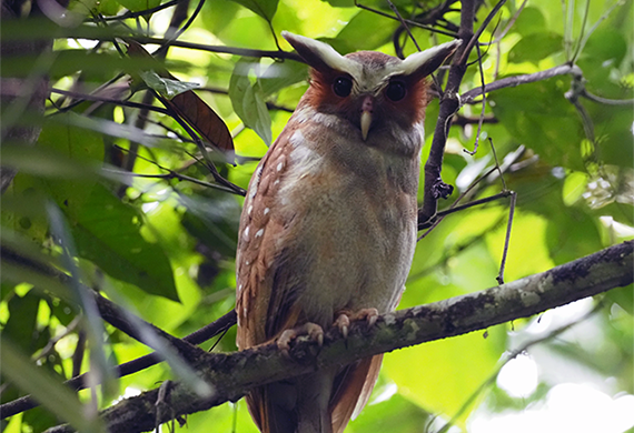 Crested Owl by Ventures Birding